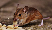 24 Hour & Emergency Exterminators in Peoria, OK